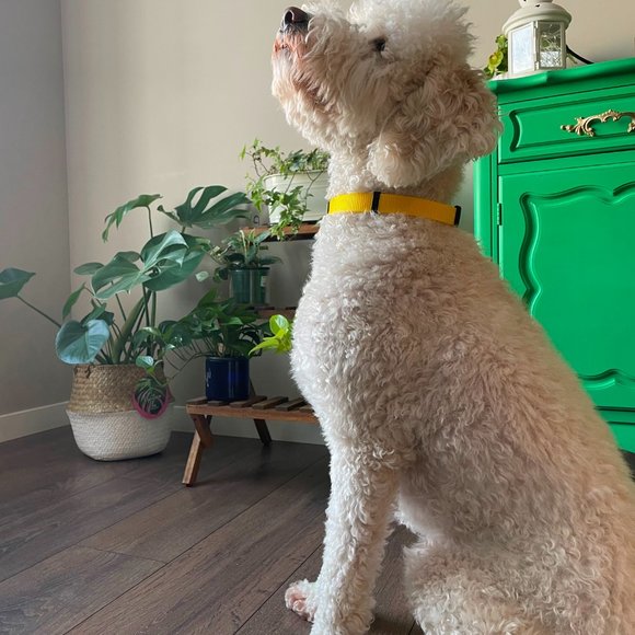 Nylon Adjustable Dog Collar - Picture 8 of 8